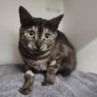 Photo of Zelda