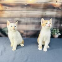 Photo of Snippa   Meet Me At Vets On Parker