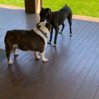 Photo of Zala   1 Year Old Border Collie X Kelpie