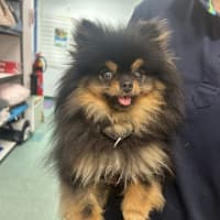 Photo of Prada