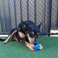 Photo of Samson