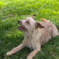 Photo of Gidget 