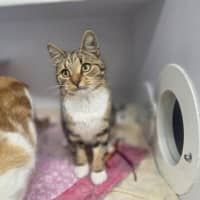 Photo of Mew