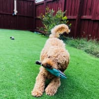 Photo of Cosmo Newhaven