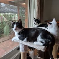 Photo of May ** 2nd Chance Cat Rescue**