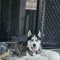 Photo of Benji And Dusty 