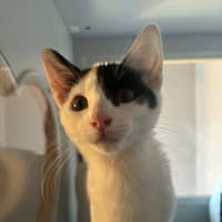 Photo of Lacy