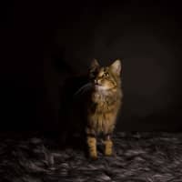 Photo of Bella