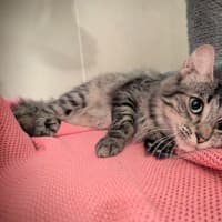 Photo of Miiko