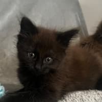 Photo of Onyx