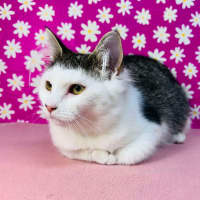 Photo of Edith   Located In Brunswick East