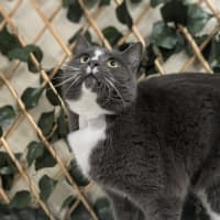 Photo of 💟 Smudge 6353 💟