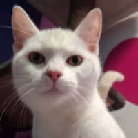 Photo of Remy