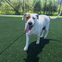 Photo of Chilli Imp 2794