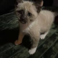 Photo of Riff