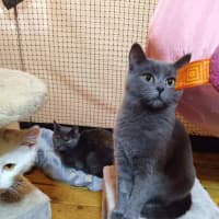 Photo of Pepper