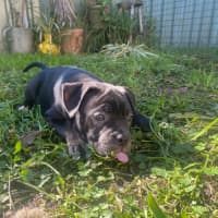 Photo of Edith   8 Week Old Staffy X
