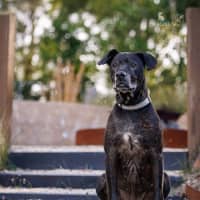 Photo of Chuck   11 Year Old Bullmastiff