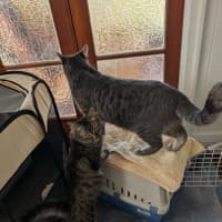 Photo of Berlioz