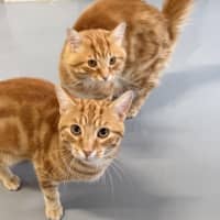 Photo of Armani Bulleau