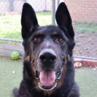 Photo of Rex