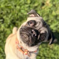 Photo of Mellow