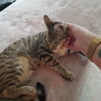 Photo of Peanut