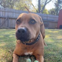 Photo of Ruby And Rusty