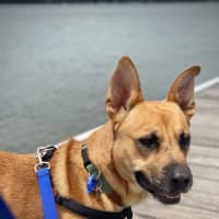 Photo of Bucky   1 Year Old German Shepherd X