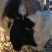 Photo of Bruce And Checkers