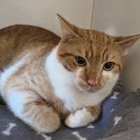 Photo of Alfie
