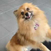 Photo of Coco