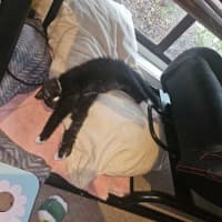 Photo of Panther Lilly