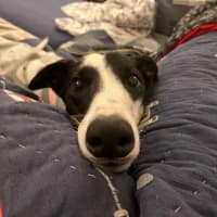 Photo of  Brian The Greyhound 