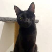 Photo of Patches