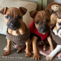 Photo of Jasper   10 Week Old Staffy X (Trial)