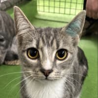 Photo of Strawberry