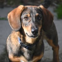 Photo of Marshal