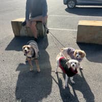 Photo of Anna   3 Year Old Maltese X