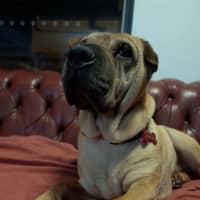Photo of Bonnie Girl