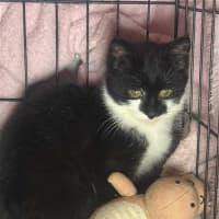 Photo of Barry * 9 Lives Project Rescue*