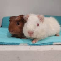 Photo of Jax & Benjie