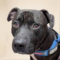 Photo of Diesel