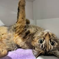 Photo of Little Miss