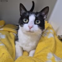 Photo of Kitty