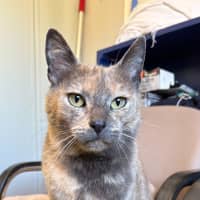 Photo of Piper