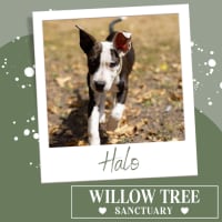 Photo of Halo