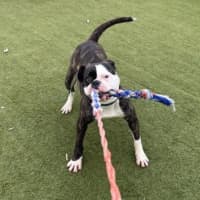 Photo of Buddy