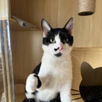 Photo of Clarke   Available At Pet Quarters Morisset