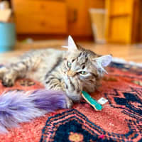 Photo of Varity   In Foster Care In Brunswick East